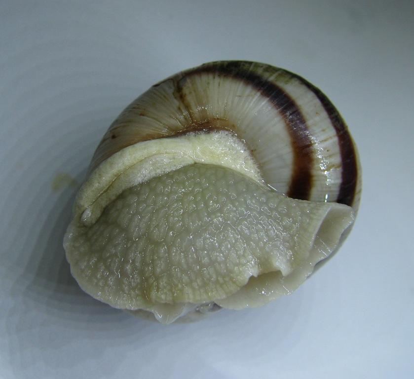 Helix ligata Pollino